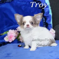 Troy lilac tan white, a male Chihuahua for sale in Las Vegas, NV – Photo 5 of 6