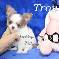 Troy lilac tan white, a male Chihuahua for sale in Las Vegas, NV – Photo 3 of 6