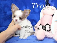 Troy lilac tan white, a male Chihuahua for sale in Las Vegas, NV – Photo 3 of 6