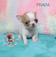 Prada, a female Chihuahua for sale in Kingman, AZ – 7 of 7