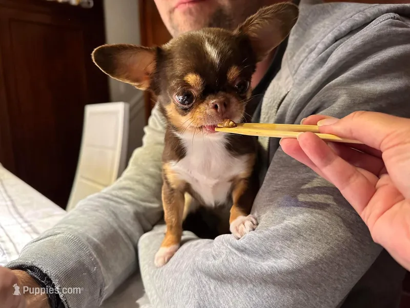 Tiny Sally – Chihuahua puppy for sale in Kingman, AZ