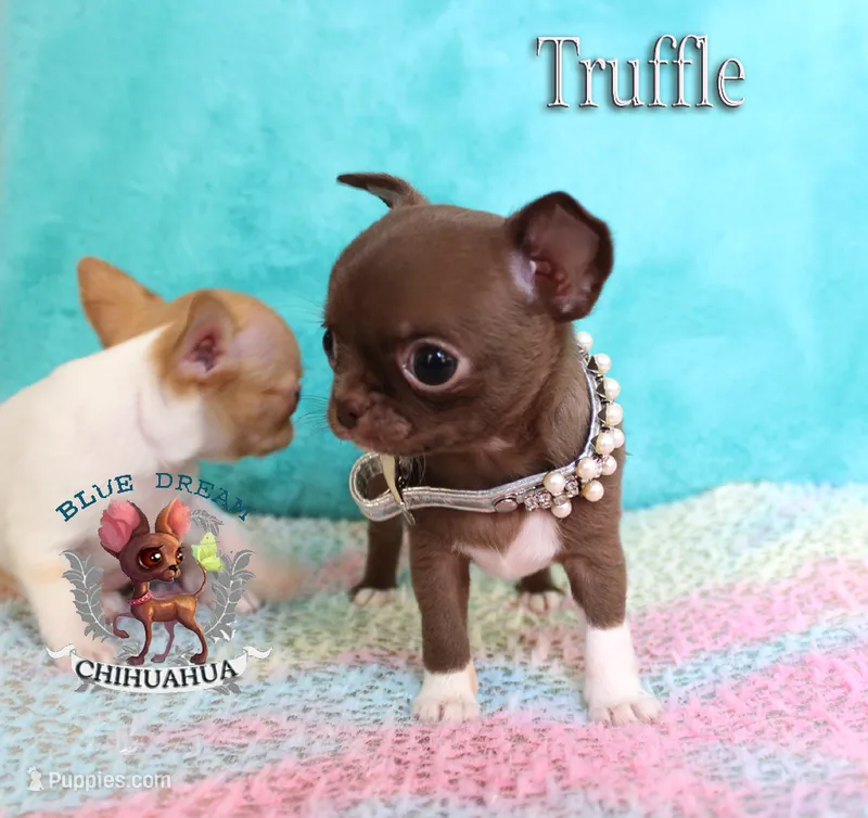 Truffle – Chihuahua puppy for sale in Kingman, AZ