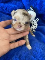 Jerry , a male Chihuahua for sale in Kingman, AZ – 7 of 8