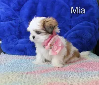 Mia, a female Shih Tzu for sale in Kingman, AZ – 9 of 9