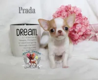 Prada, a female Chihuahua for sale in Kingman, AZ – 4 of 9