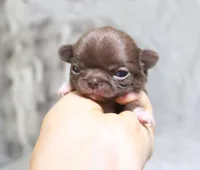 Truffle, a female Chihuahua for sale in Kingman, AZ – 2 of 5