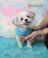 Mathew, a male Shih Tzu for sale in Kingman, AZ – 6 of 7