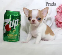 Prada, a female Chihuahua for sale in Kingman, AZ – 3 of 9