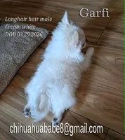 Garfield, a male Chihuahua for sale in Kingman, AZ – 3 of 3