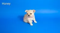 Honey, a female Chihuahua for sale in Kingman, AZ – 4 of 4