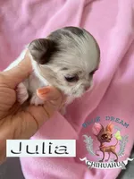 Julia, a female Chihuahua for sale in Kingman, AZ – 4 of 4