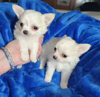 Sasha, a female Chihuahua for sale in Kingman, AZ – 5 of 6