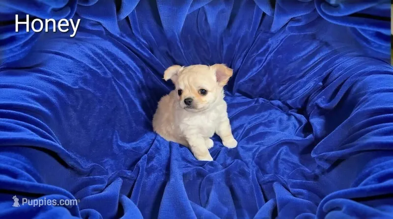 Honey – Chihuahua puppy for sale in Kingman, AZ