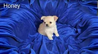 Honey, a female Chihuahua for sale in Kingman, AZ – 1 of 4