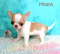 Prada, a female Chihuahua for sale in Kingman, AZ – 7 of 9