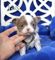 Jax Lilac, a male Chihuahua for sale in Las Vegas, NV – Photo 9 of 9