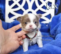 Jax Lilac, a male Chihuahua for sale in Las Vegas, NV – Photo 8 of 9