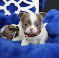 Jax Lilac, a male Chihuahua for sale in Las Vegas, NV – Photo 7 of 9