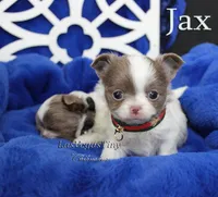Jax Lilac, a male Chihuahua for sale in Las Vegas, NV – Photo 6 of 9