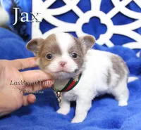 Jax Lilac, a male Chihuahua for sale in Las Vegas, NV – Photo 2 of 9