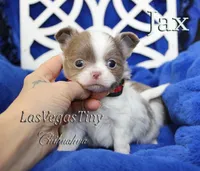 Jax Lilac, a male Chihuahua for sale in Las Vegas, NV – Photo 3 of 9