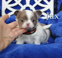 Jax Lilac, a male Chihuahua for sale in Las Vegas, NV – Photo 5 of 9