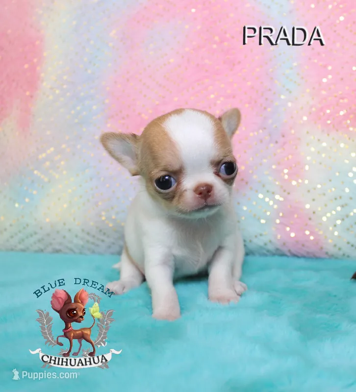 Prada – Chihuahua puppy for sale in Kingman, AZ
