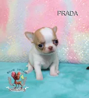 Prada, a female Chihuahua for sale in Kingman, AZ – 4 of 7