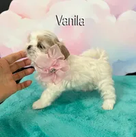 Vanila, a female Shih Tzu for sale in Kingman, AZ – 9 of 9