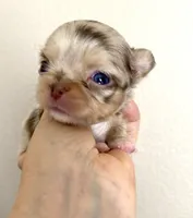 Jerry , a male Chihuahua for sale in Kingman, AZ – 6 of 8