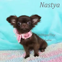 Tiny Chocolate longhair, a female Chihuahua for sale in Las Vegas, NV – Photo 6 of 7