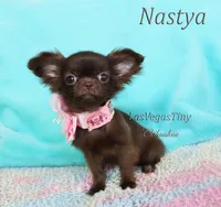 Nastya cooco longhair, a female Chihuahua for sale in Las Vegas, NV – Photo 6 of 7