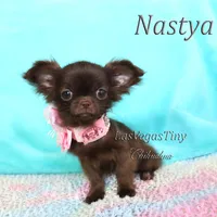 Tiny Chocolate longhair, a female Chihuahua for sale in Las Vegas, NV – Photo 4 of 7