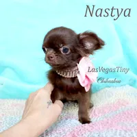 Tiny Chocolate longhair, a female Chihuahua for sale in Las Vegas, NV – Photo 2 of 7