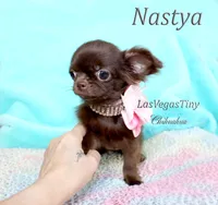 Nastya cooco longhair, a female Chihuahua for sale in Las Vegas, NV – Photo 2 of 7