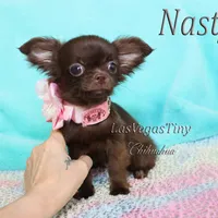 Tiny Chocolate longhair, a female Chihuahua for sale in Las Vegas, NV – Photo 3 of 7