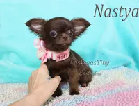 Nastya cooco longhair, a female Chihuahua for sale in Las Vegas, NV – Photo 3 of 7