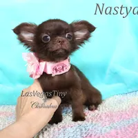 Tiny Chocolate longhair, a female Chihuahua for sale in Las Vegas, NV – Photo 5 of 7