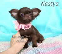 Nastya cooco longhair, a female Chihuahua for sale in Las Vegas, NV – Photo 5 of 7