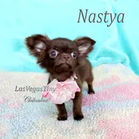 Tiny Chocolate longhair, a female Chihuahua for sale in Las Vegas, NV – Photo 1 of 7