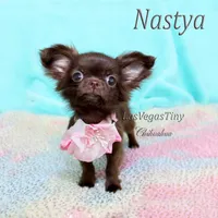 Tiny Chocolate longhair, a female Chihuahua for sale in Las Vegas, NV – Photo 7 of 7