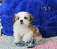 lola, a female Shih Tzu for sale in Kingman, AZ – 8 of 8