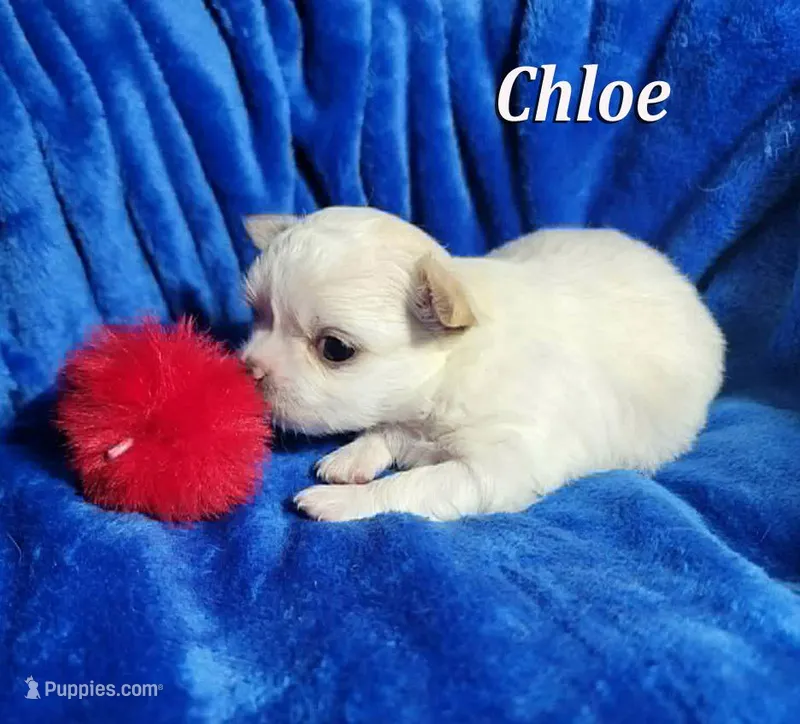 Chloe – Chihuahua puppy for sale in Las Vegas, NV