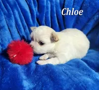 Chloe, a female Chihuahua for sale in Las Vegas, NV – 1 of 4