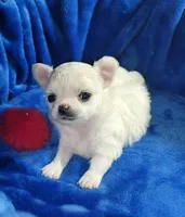 Chloe, a female Chihuahua for sale in Las Vegas, NV – 3 of 4