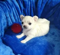 Chloe, a female Chihuahua for sale in Las Vegas, NV – 2 of 4