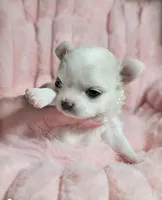 Chloe, a female Chihuahua for sale in Las Vegas, NV – 4 of 4