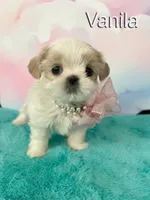 Vanila, a female Shih Tzu for sale in Kingman, AZ – 6 of 9