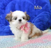 Mia, a female Shih Tzu for sale in Kingman, AZ – 4 of 9