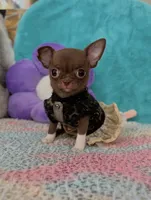 Teacup Truffle, a female Chihuahua for sale in Kingman, AZ – 9 of 10